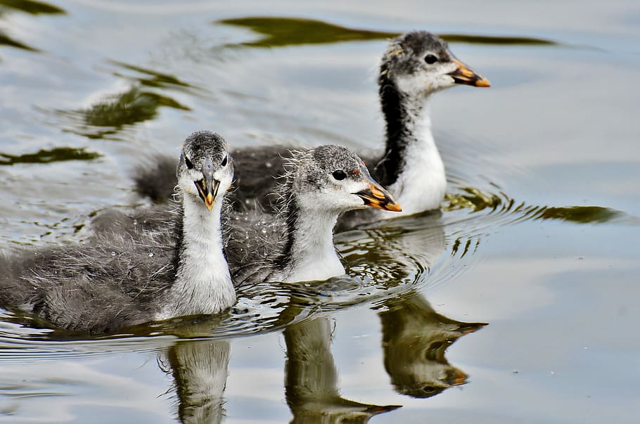 three gray ducks, coots, chicks, waters, nature, waterfowl HD wallpaper