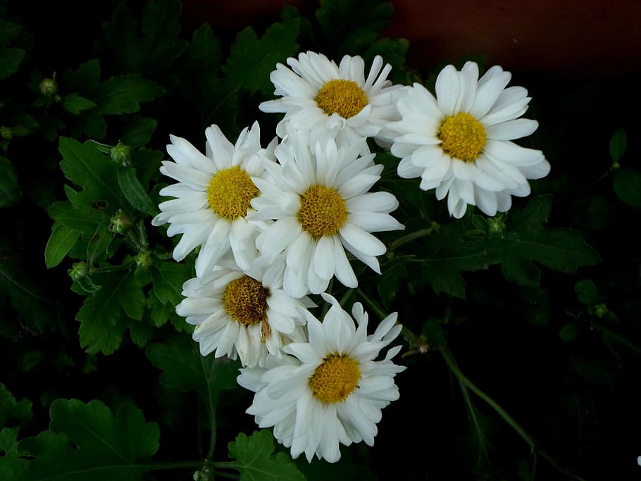 gerber, daisy, flower, spring, summer, floral, natural, garden HD wallpaper
