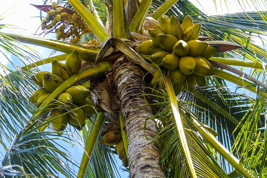 low angle photography of coconut tree, palm, tropical, nature HD wallpaper