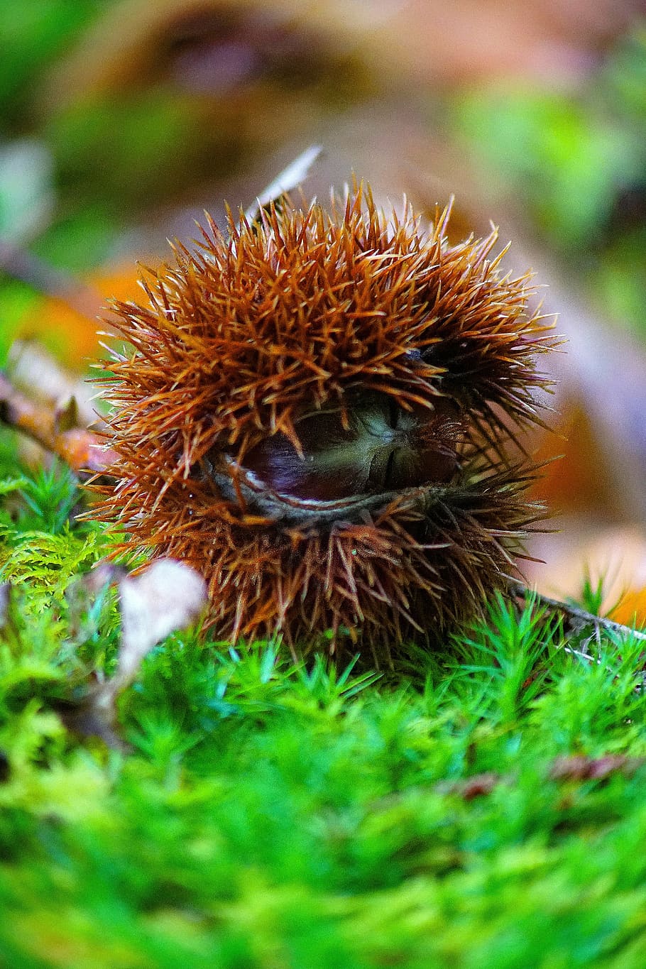 fall, bug, nature, bug thorny, chestnuts, shell thorny, forest HD wallpaper