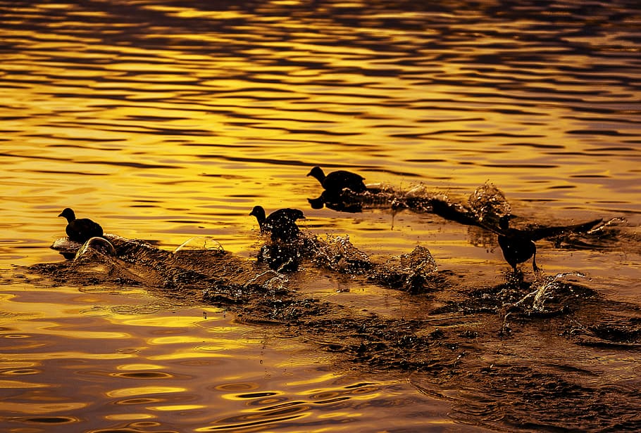 bird, river, flight, coot, japan, sunset, spray, autumn, water HD wallpaper