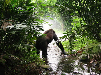 Gorilla on body of water besides green leaf plant at daytime HD wallpaper