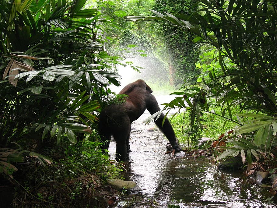Gorilla on body of water besides green leaf plant at daytime HD wallpaper