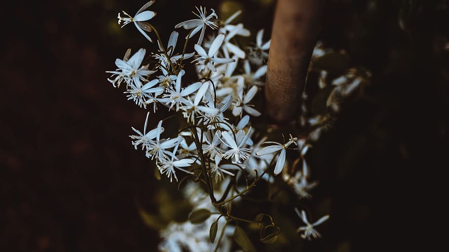 white flower photograpy, white flowers, closeup photography, nature HD wallpaper