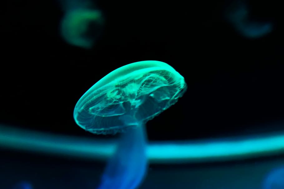 Hd Wallpaper Electric Ocean Green Jellyfish Closeup Photography