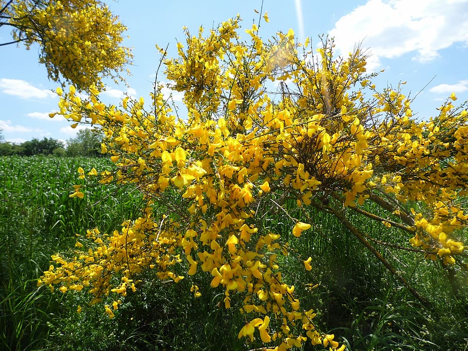 Yellow, Flowers, Spring, Bush, yellow shrub, sunshine, nature HD wallpaper
