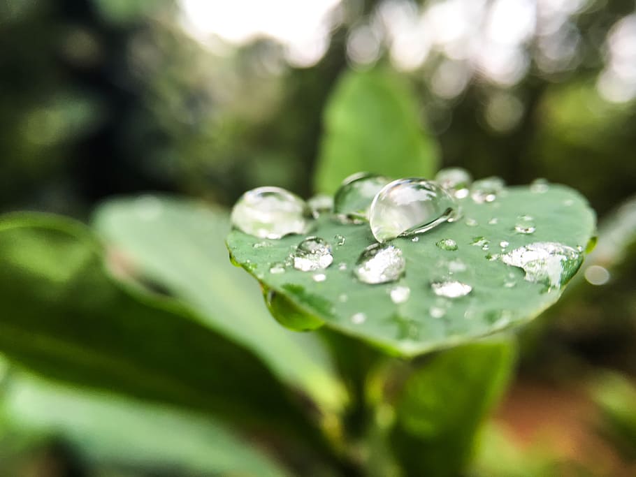 dew, leaf, drop, macro, raindrop, garden, green, nature, freshness HD wallpaper