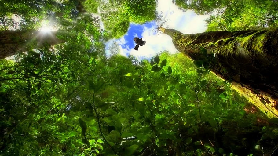worm's eye view photography of tree and bird, trees, forest HD wallpaper