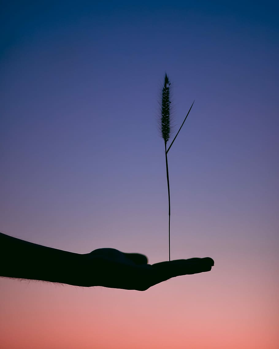 silhouette photography of person holding plant, silhouette photo of person holding grass HD wallpaper