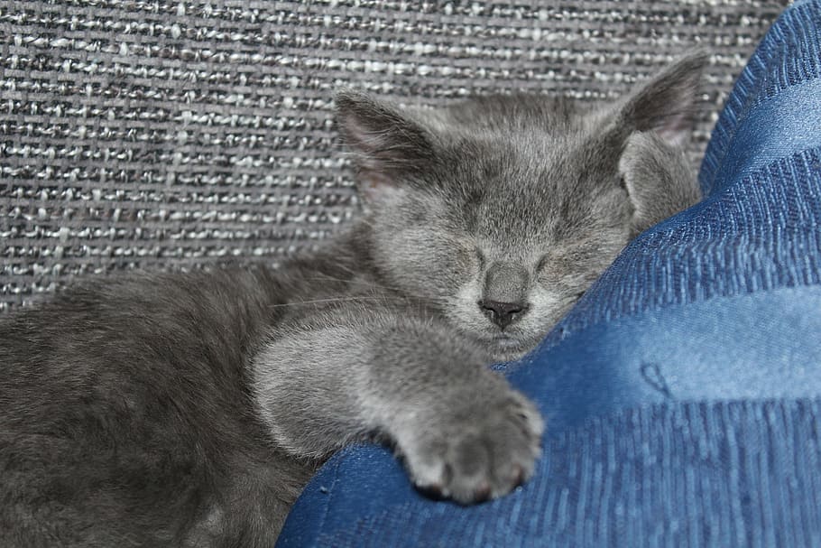 cat, kitten, sleep, sweet, young, cute, grey, mieze, domestic cat HD wallpaper