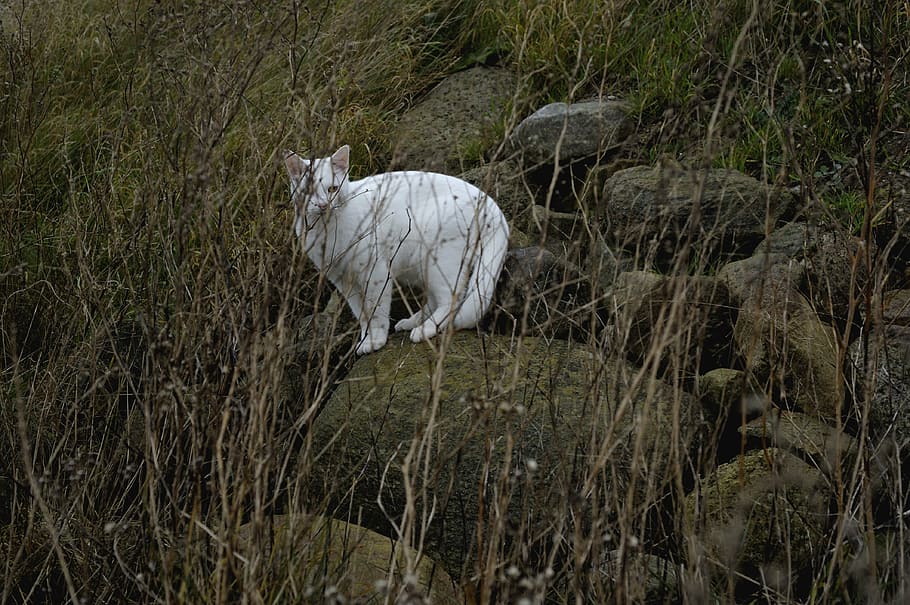 hunter, predators, white cat, yellow eyes, expensive, portrait HD wallpaper