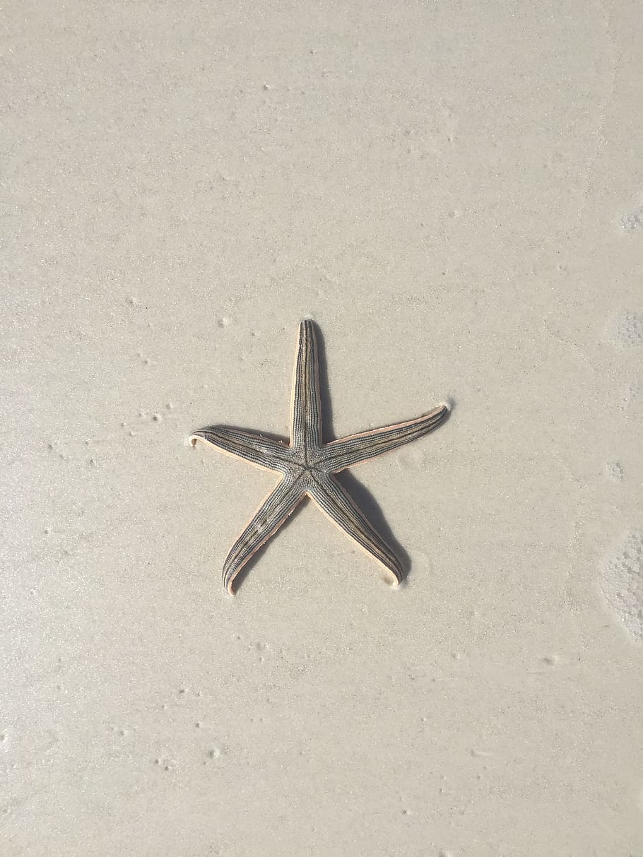 seashore, beach, sand, starfish, one animal, no people, animals in the wild HD wallpaper