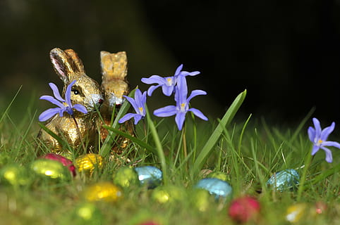 depth of field photography of blue flowers, easter, hare, easter eggs HD wallpaper
