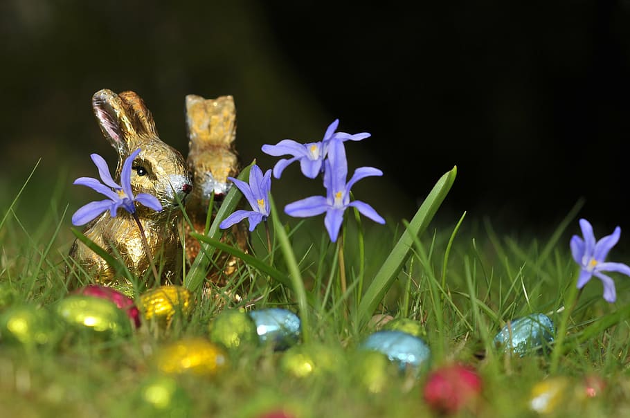 depth of field photography of blue flowers, easter, hare, easter eggs HD wallpaper