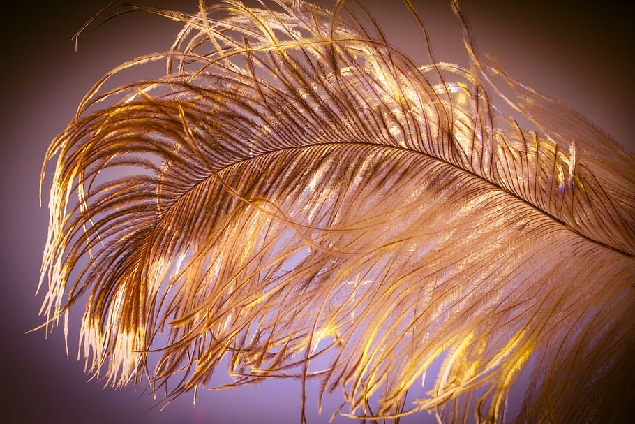photo of brown feather, strauss spring, ease, close, bird feather HD wallpaper