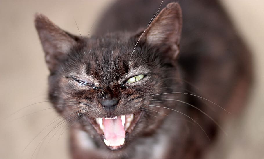 cat, black, ugly, raymond, animal themes, mammal, one animal HD wallpaper