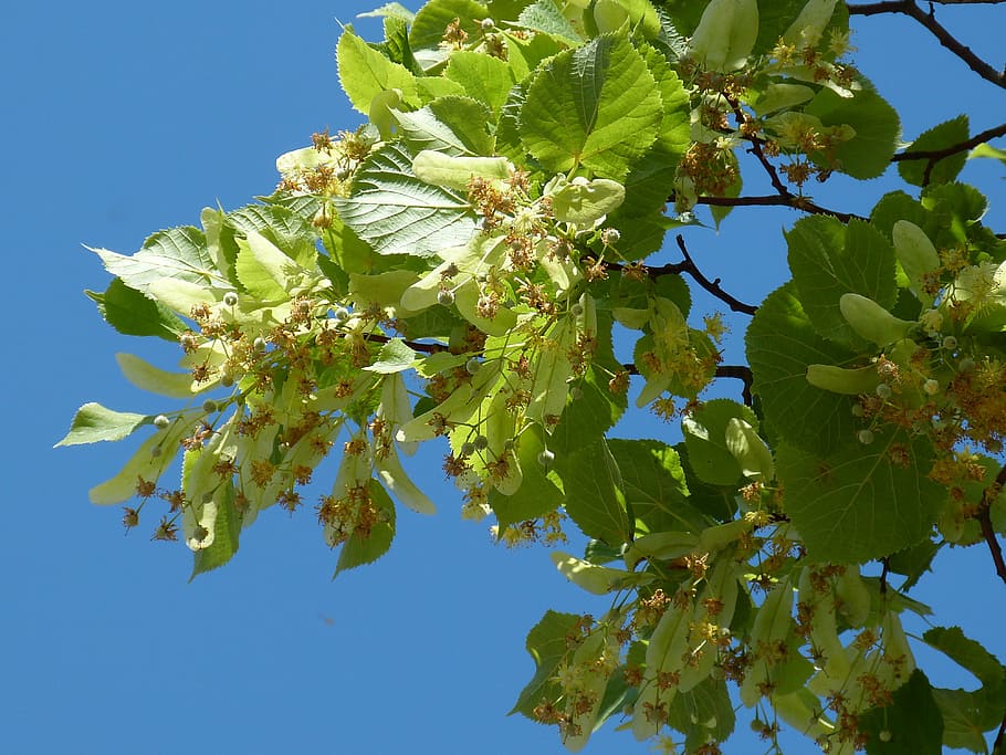 low angle photography of green leafed tree, linde, construction, HD wallpaper