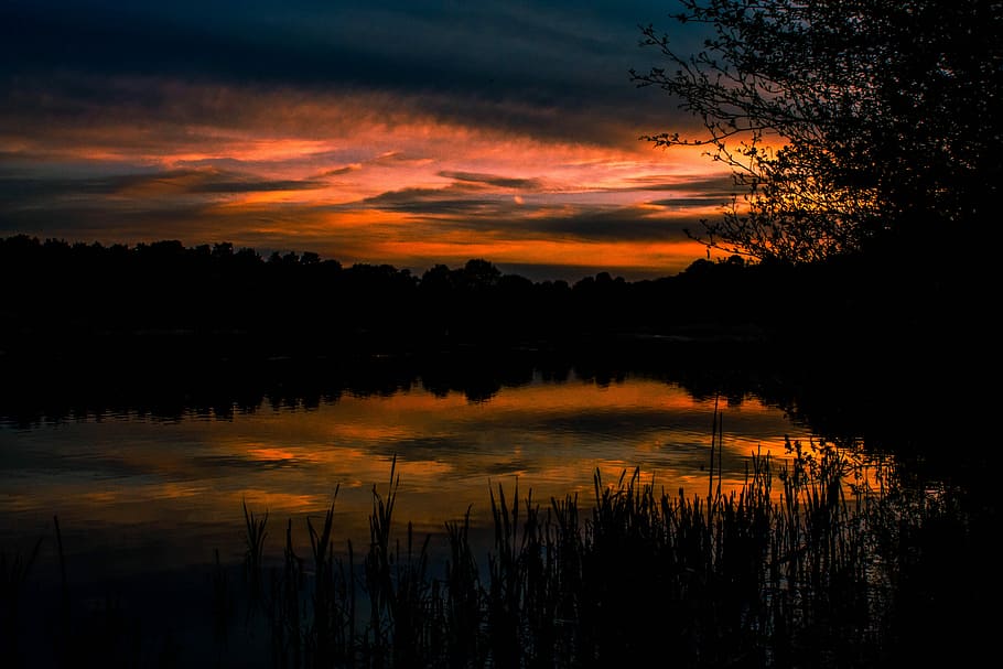 silhouette of trees during sunset, silhouette of body of water near woods HD wallpaper