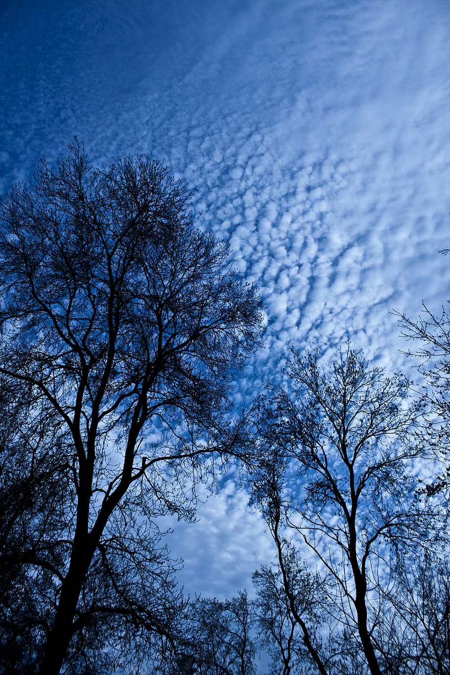 tree, branch, cloud, reverse light, sky, leaves, silhouette HD wallpaper