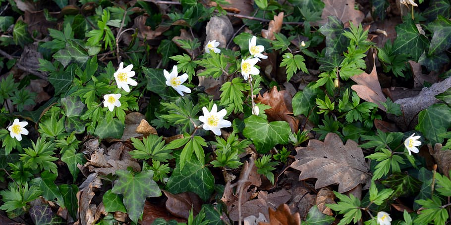 white petaled flowers with green leaves, wood anemone, anemone nemorosa