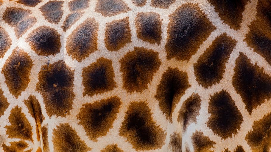 close up photo of brown and beige textile, wild, giraffe, fur, HD wallpaper