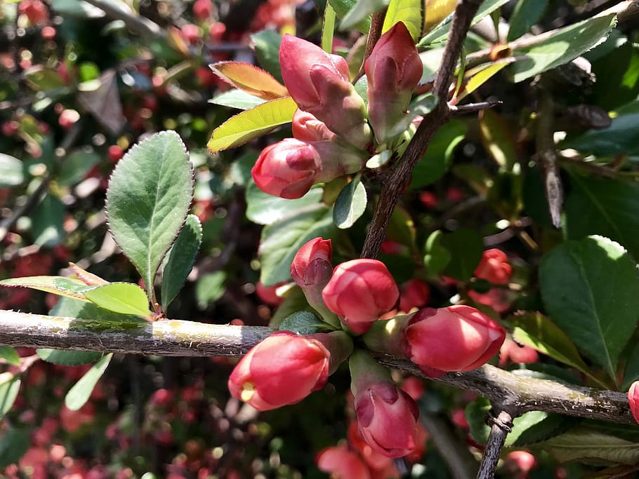 nature, buds, garden, spring, spring awakening, quince japanese HD wallpaper