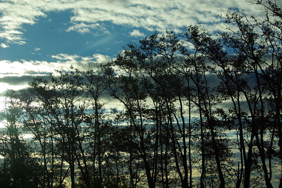 sky, dawn, trees, plant, growth, beauty in nature, no people HD wallpaper