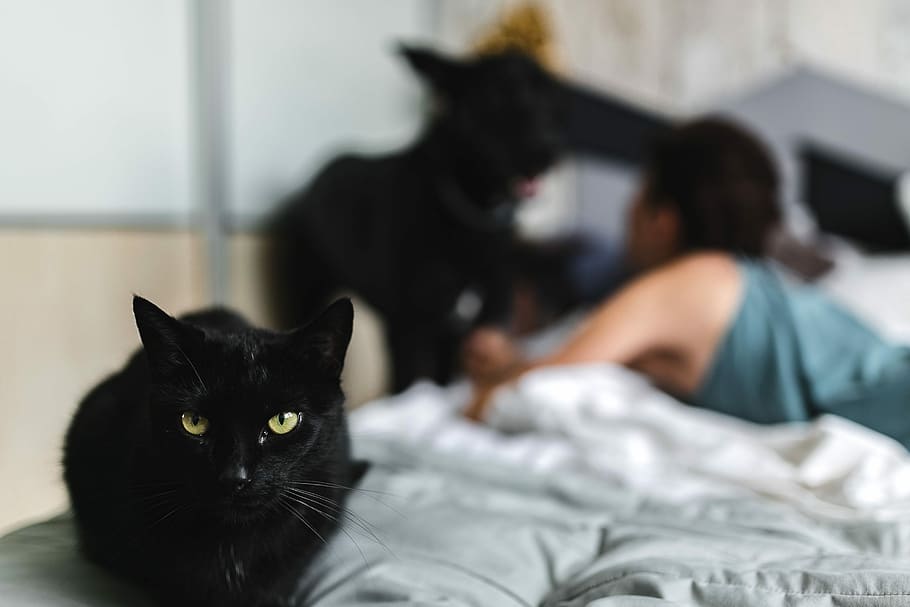 Cat Portrait, pet, animal, pets, indoors, domestic Cat, bed, bedroom HD wallpaper