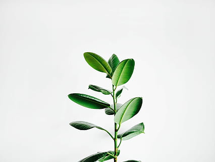 green leaf plant, green leafed plant, minimal, botanical, stem HD wallpaper