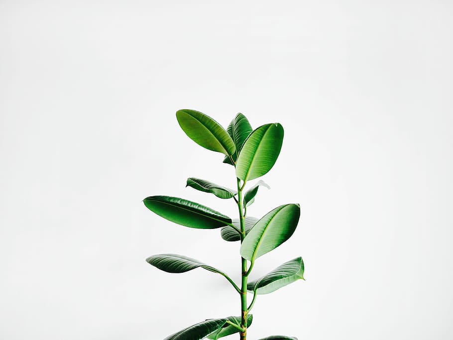 Minimalist Plant Wallpapers on WallpaperDog