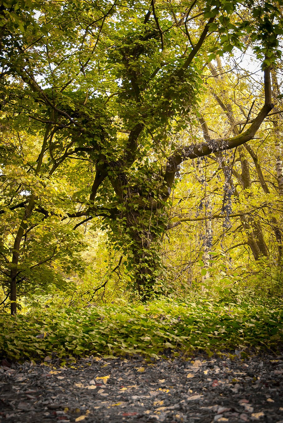 Tree, Overgrown, Forest, Moss, Green, autumn, baustamm, nature