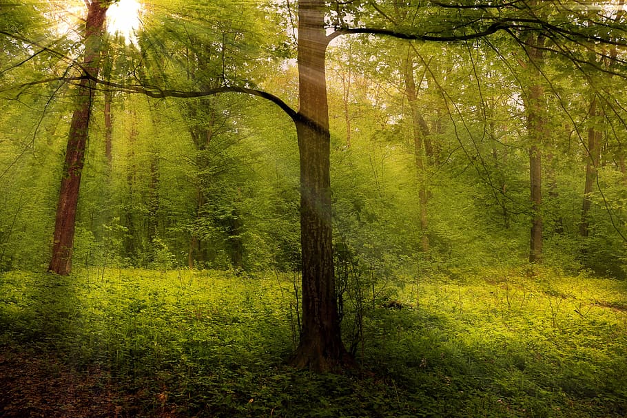 green leaves trees under white clouds during daytime, forest HD wallpaper