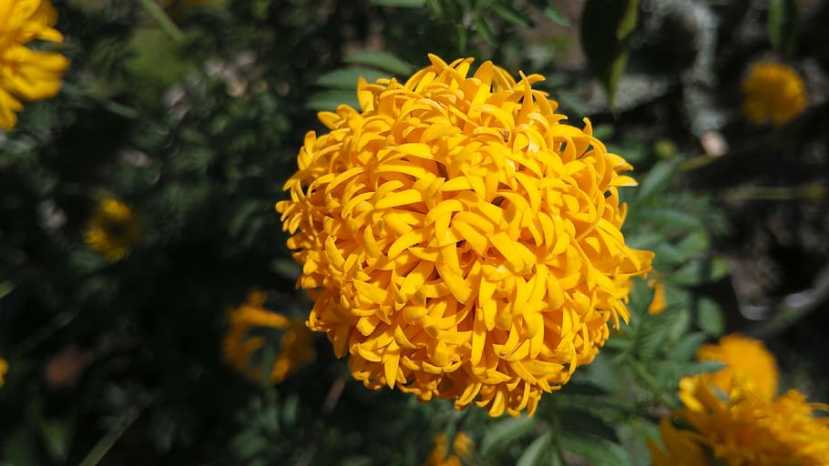 flowers, natural, yellow, nature, plant, marigold, petal, flowering plant HD wallpaper