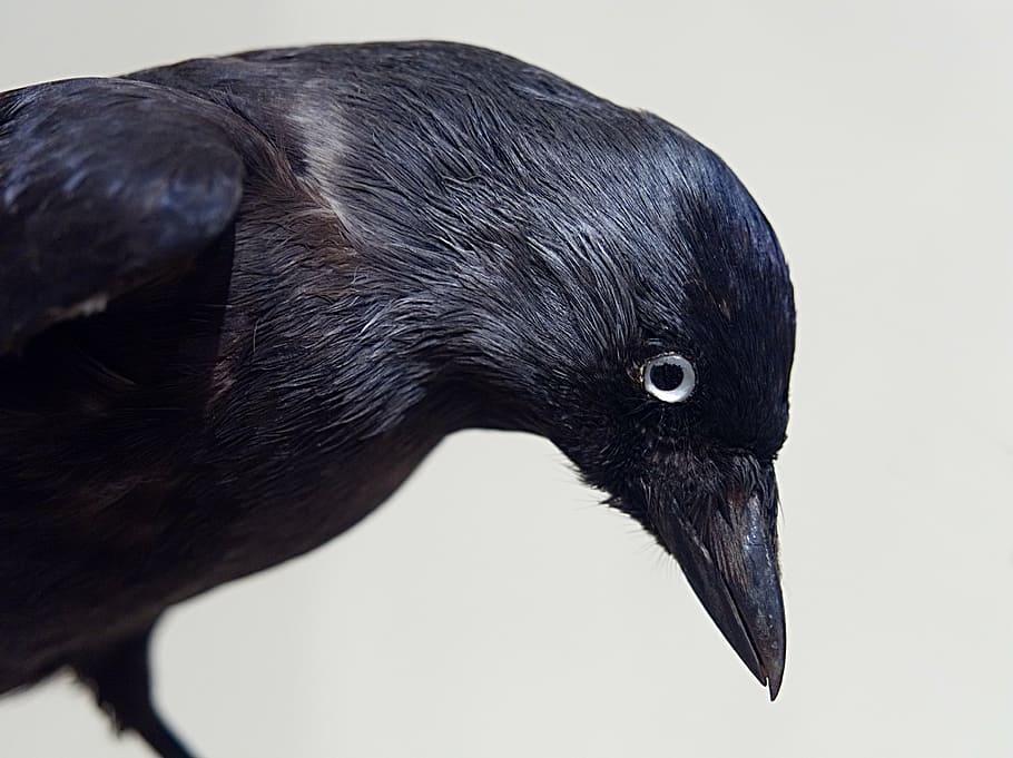 black crow bird, stuffed, taxidermy, museum, exhibit, ornithology HD wallpaper