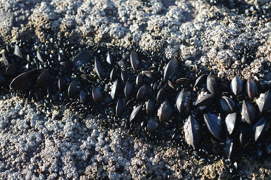 rock, mold, sea, shell, ocean, animals in the wild, no people HD wallpaper