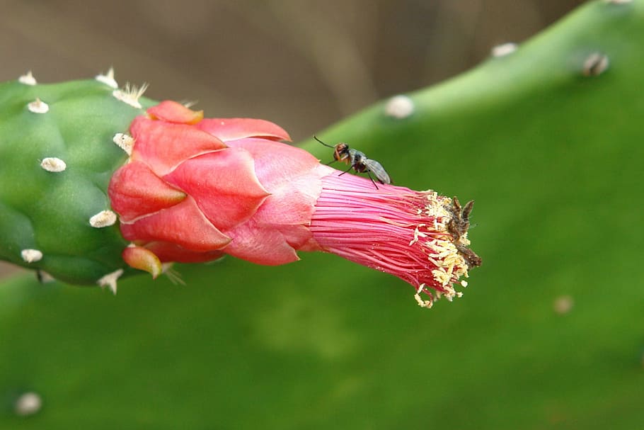 fly, cactus, cacti, insect, flower, nature, plant, blossom HD wallpaper