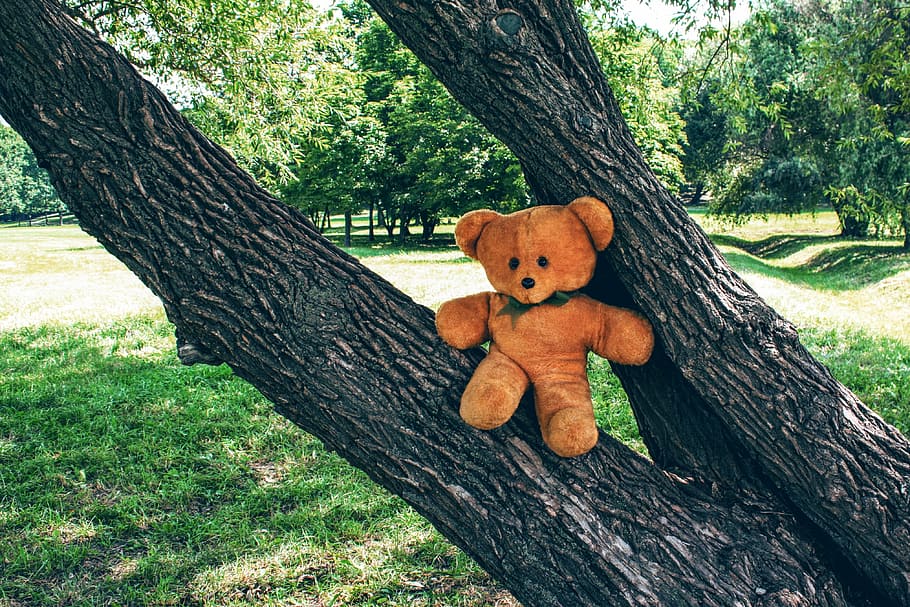 soviet union, toy, bear, teddy, soft, childhood, tree, outdoors HD wallpaper