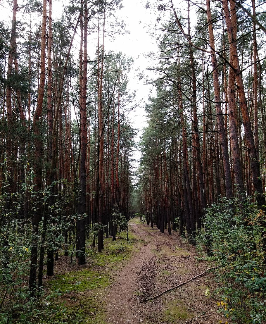 the path, forest, autumn, pine, way, simple, a simple, long HD wallpaper