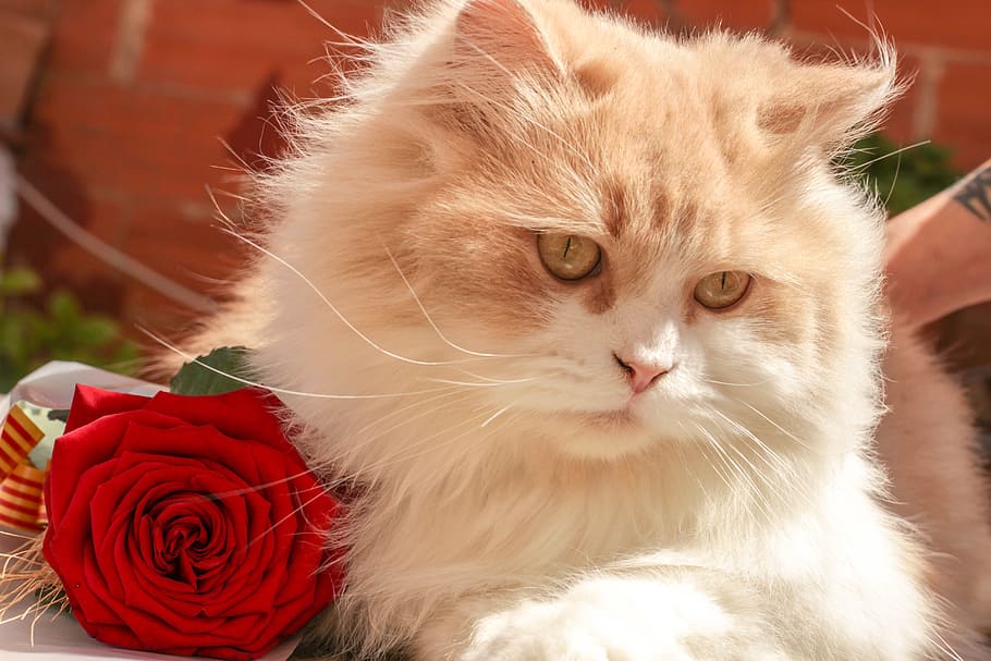 orange and white cat beside red rose, rosa, animal, sant jordi