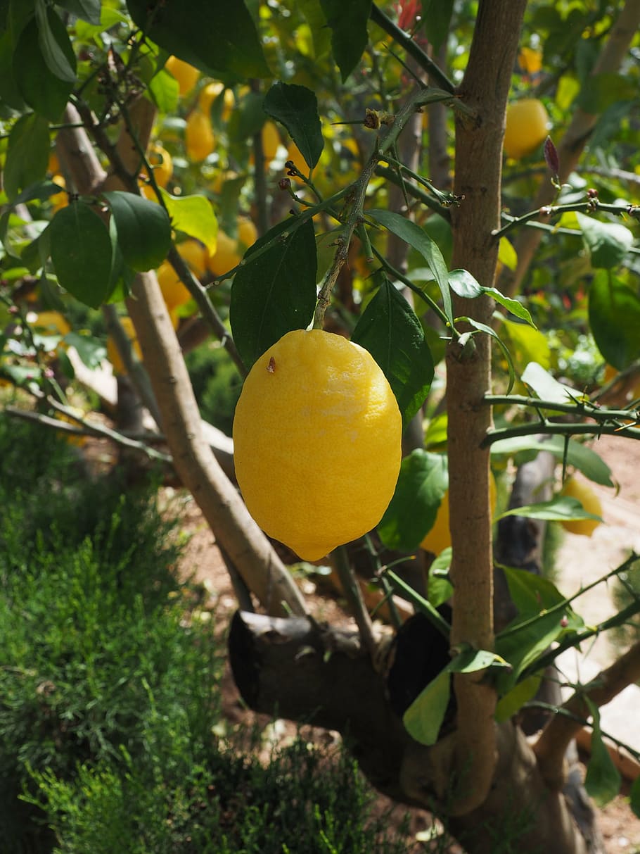 lemon, limone, lemon tree, citrus × limon, fruit, tropical fruit, HD wallpaper