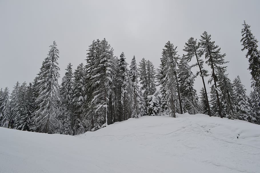 snow, trees, nature, cold temperature, winter, plant, tranquility HD wallpaper