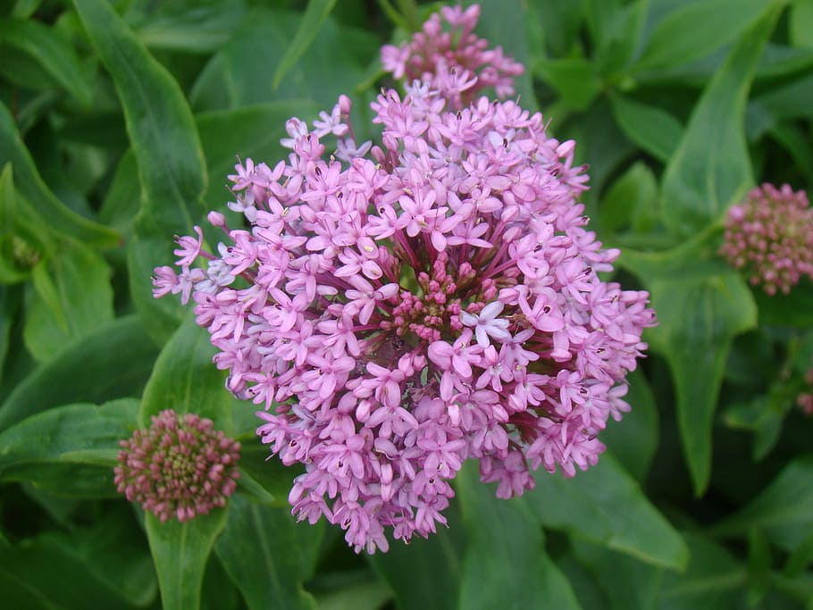 flower, spring, purple, green, garden, nature, plant, summer HD wallpaper