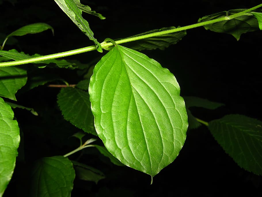 leaf, dark, nature, leaves, plant, darkness, outdoor, green HD wallpaper