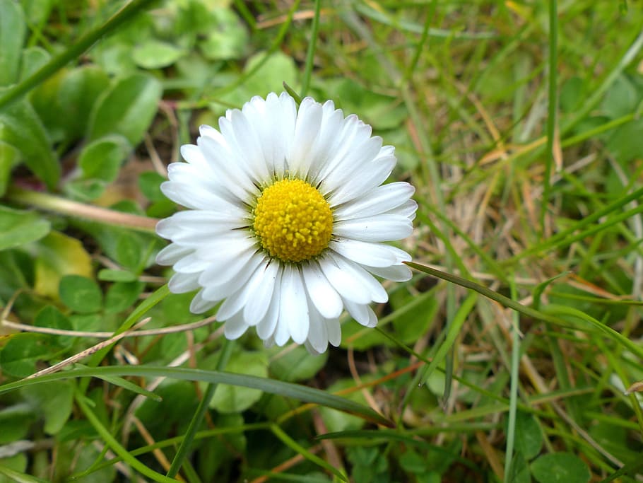 Daisy, Blossom, Bloom, Spring, White, flower, white color, nature HD wallpaper