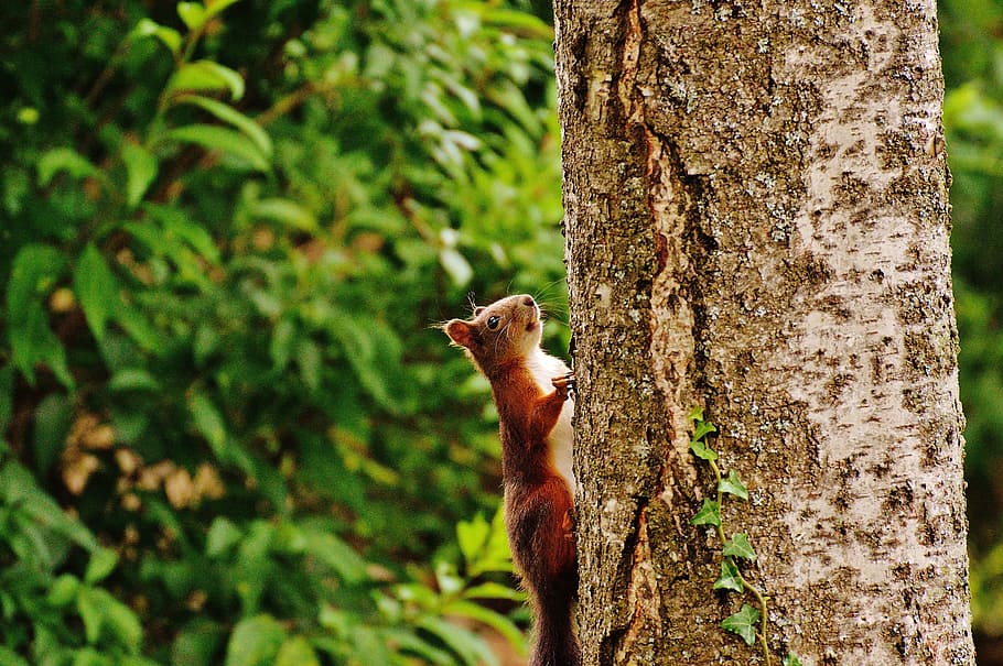 Squirrel, Nager, Cute, Nature, Rodent, climb, garden, eat, brown HD wallpaper