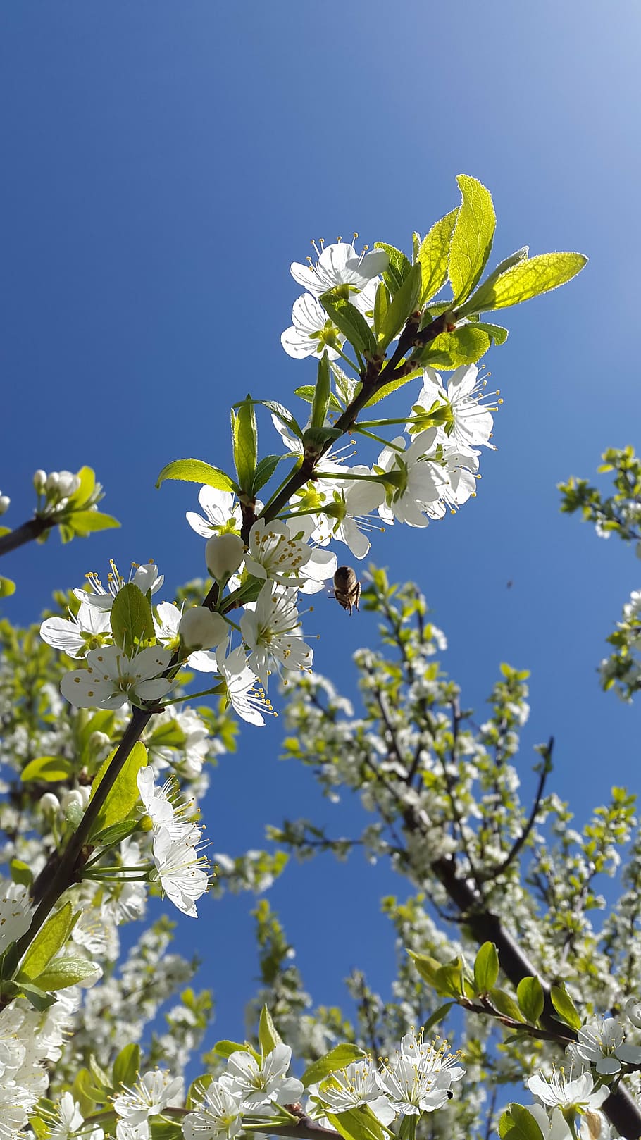 fruit tree, flourished, branch, flowering plant, growth, fragility HD wallpaper