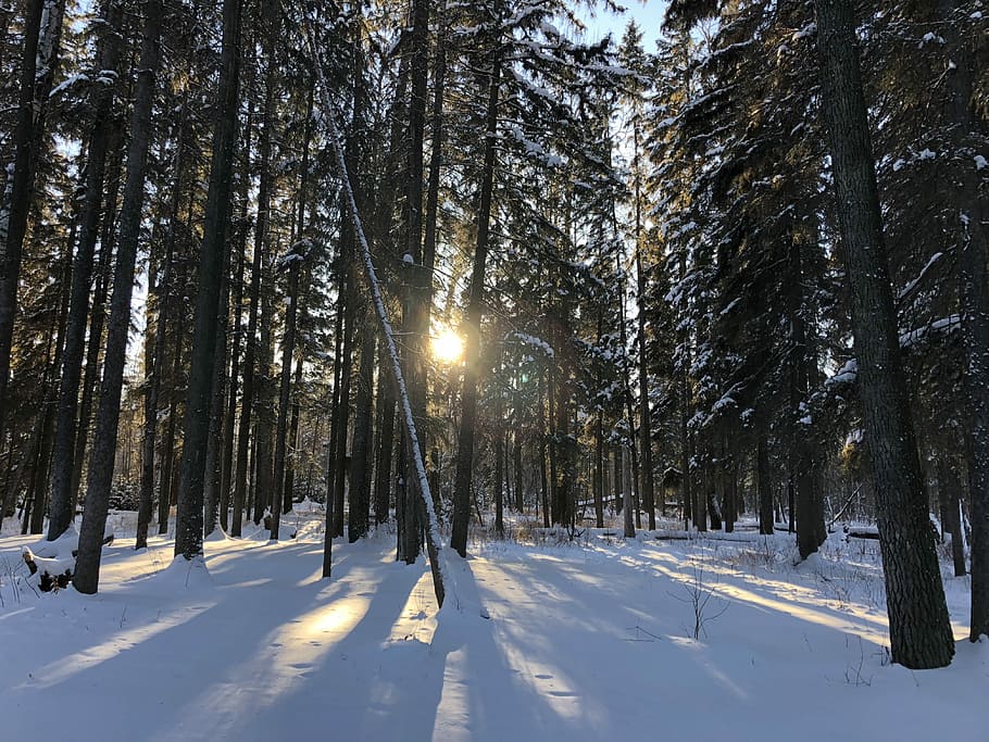 snow covered trees during daytime, sunlight, sunset, winter HD wallpaper