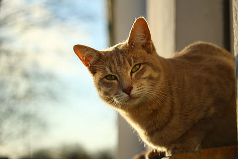 cat, mackerel, window, autumn, weathered, lime plaster, window sill HD wallpaper