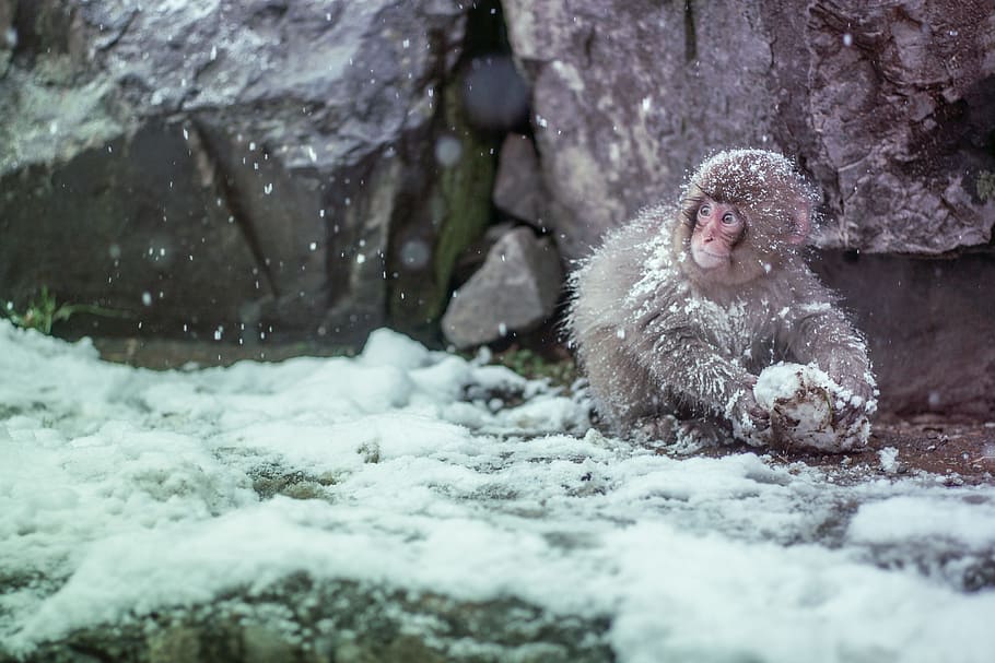 brown monkey covered by snow, gray monkey on snowy surface, animal HD wallpaper