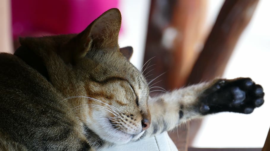 cat, cute, sleep, young cat, pet, adidas, mieze, kitten, animal HD wallpaper